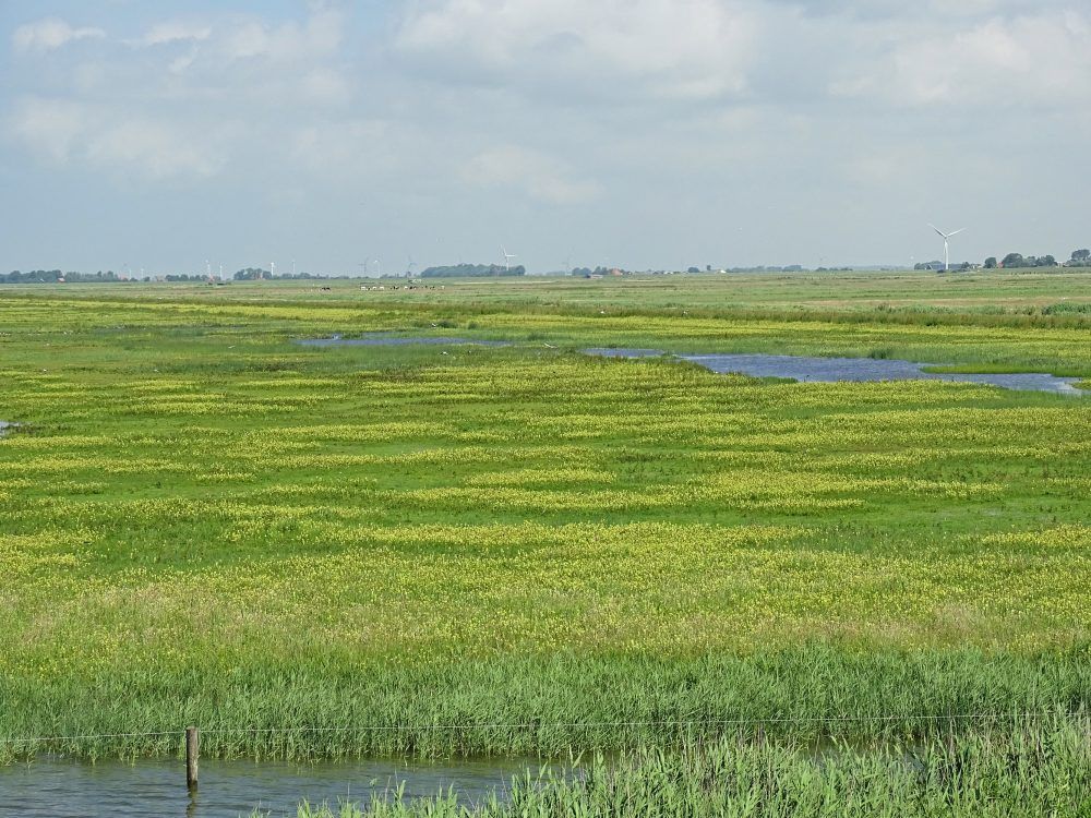 Warkummerwaard